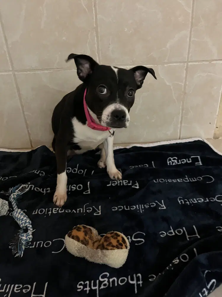 Suzie image 2