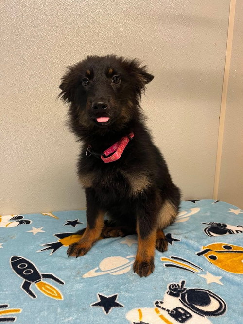 Chloe Bug, an adoptable Border Collie in Osgood, IN