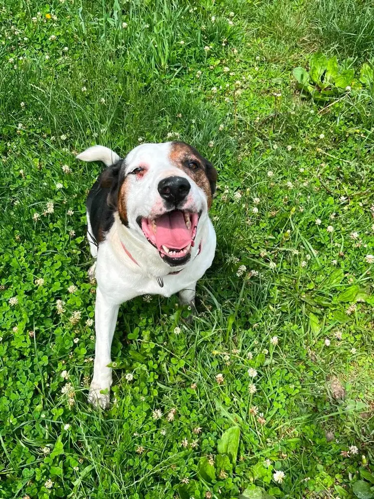 Dovie - Hound