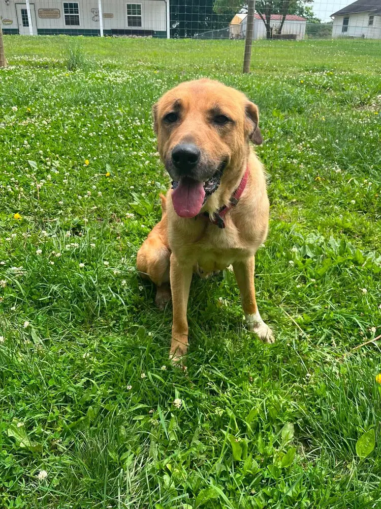 Maple - Shepherd