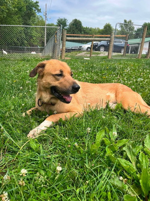 Photo 3 of Maple