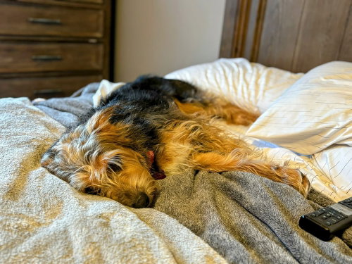 Sally, an adoptable Terrier in Osgood, IN