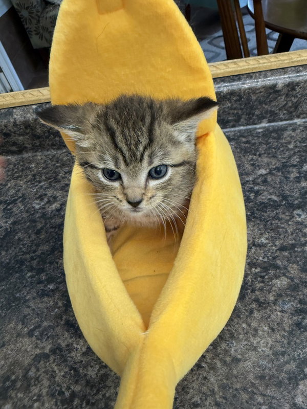 Chipmunk Kitties : Theo