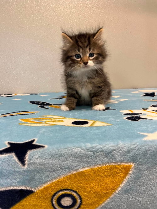 Memorial Day Kitties : Honor, an adoptable Domestic Medium Hair in Osgood, IN