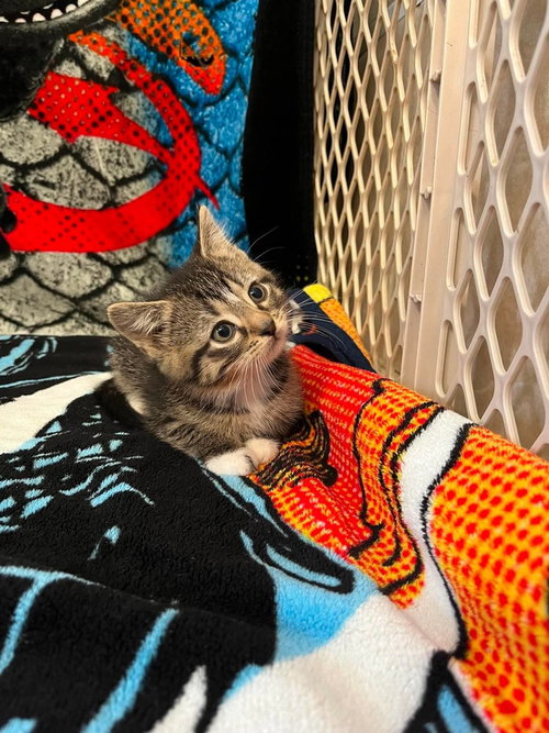 Memorial Day Kitties : Glory, an adoptable Domestic Short Hair in Osgood, IN