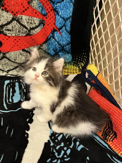 Memorial Day Kitties : Poppy, an adoptable Domestic Medium Hair in Osgood, IN