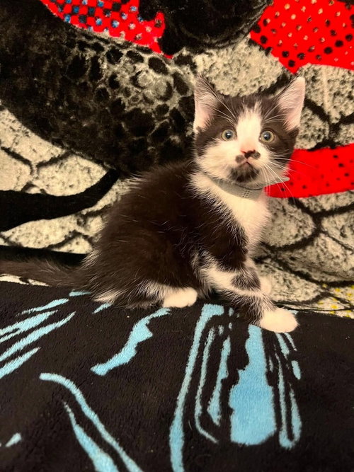 Memorial Day Kitties : Banner, an adoptable Domestic Short Hair in Osgood, IN