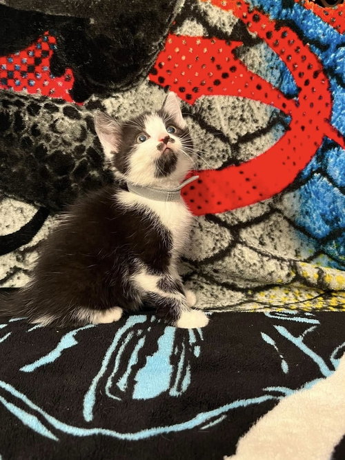 Memorial Day Kitties photo 2