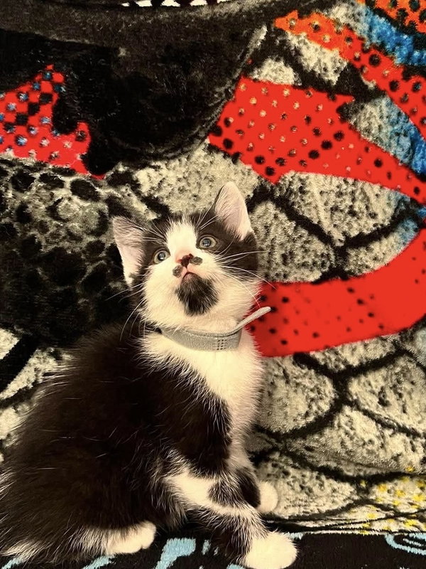 Memorial Day Kitties : Banner