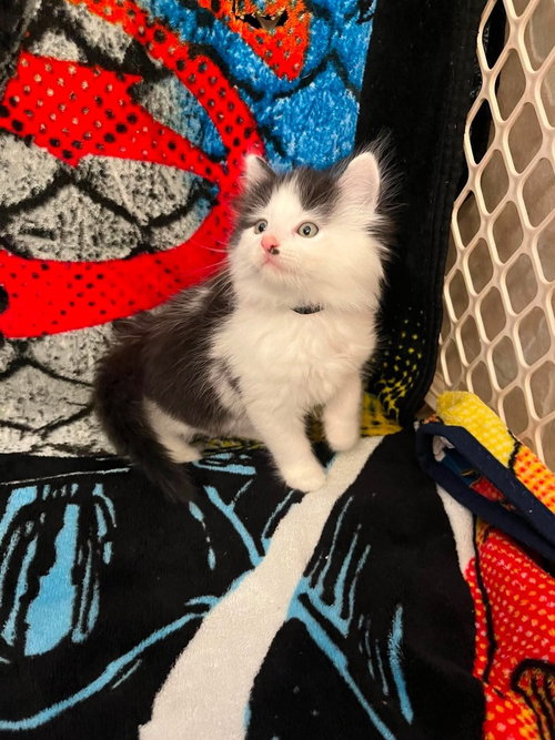 Memorial Day Kitties : Major, an adoptable Domestic Short Hair in Osgood, IN