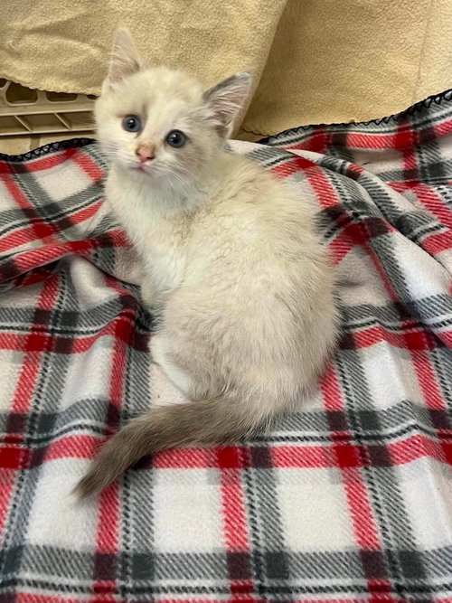 Lana, an adoptable Domestic Short Hair in Osgood, IN