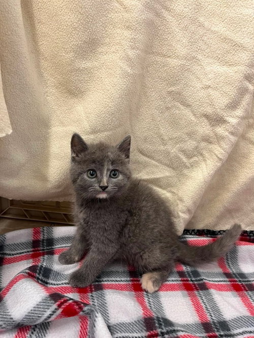 Dara, an adoptable Domestic Short Hair in Osgood, IN