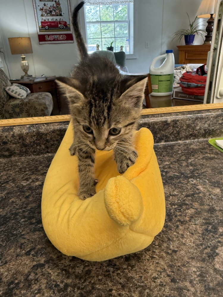 Chipmunk Kitties : Alvin