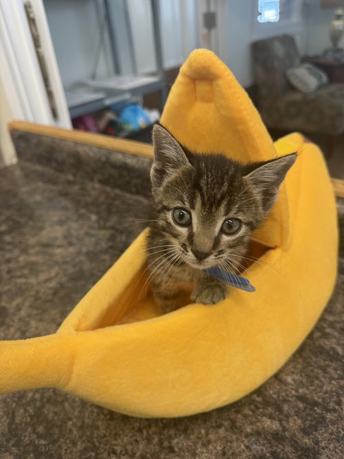 Chipmunk Kitties : Simon