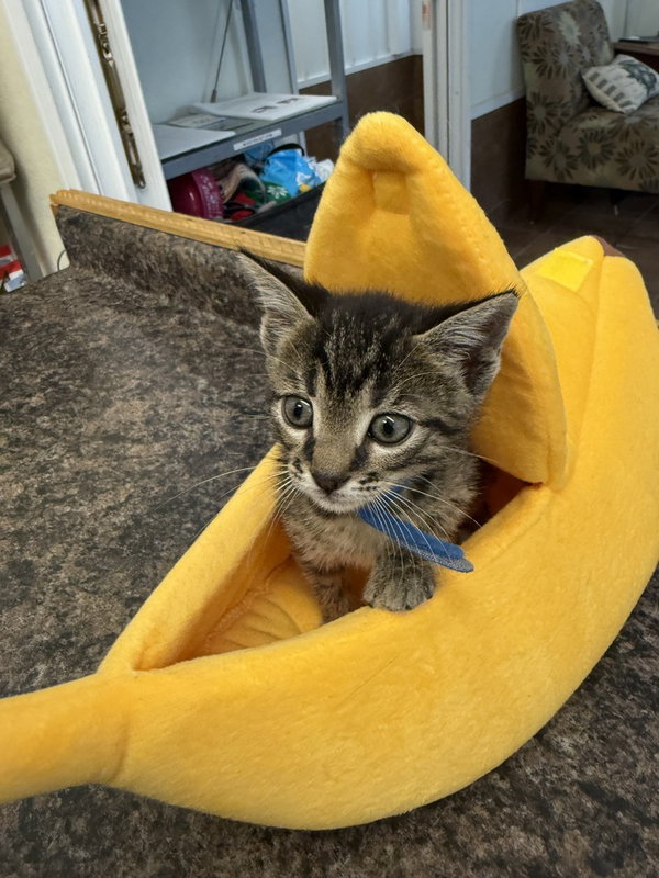 Chipmunk Kitties : Simon