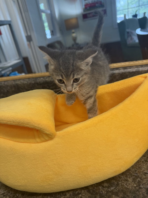 Chipmunk Kitties : Chipette