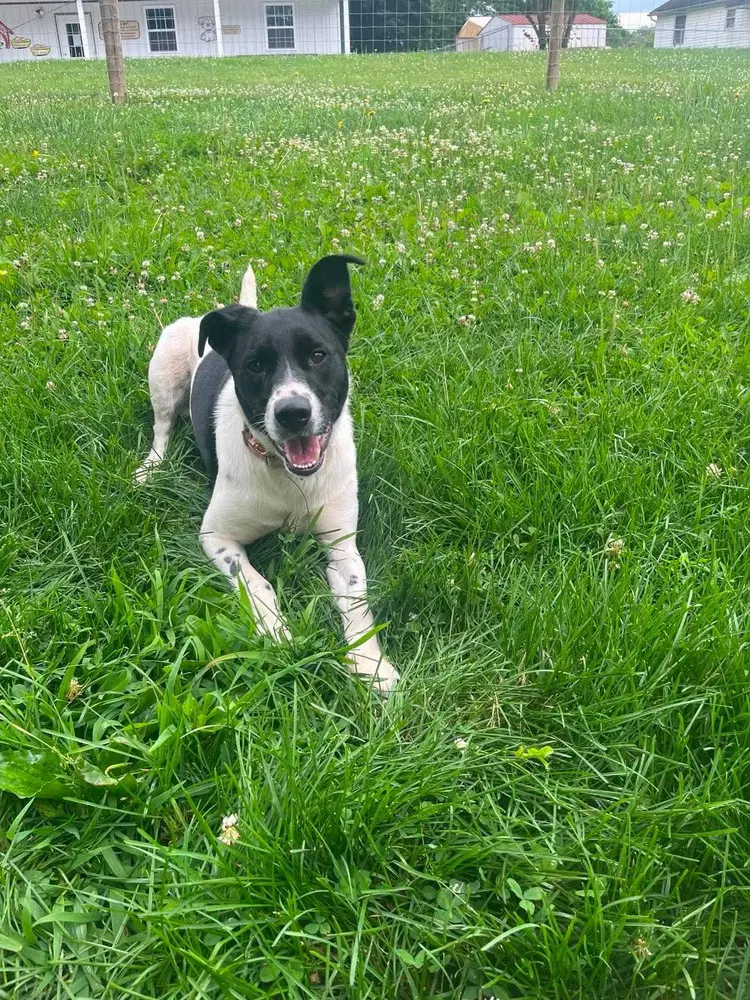 Holly Anne - Hound