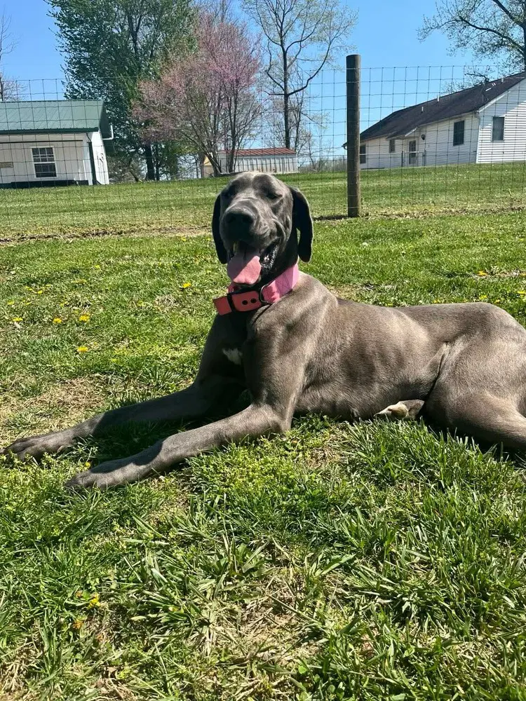 Luna Grace - Great Dane