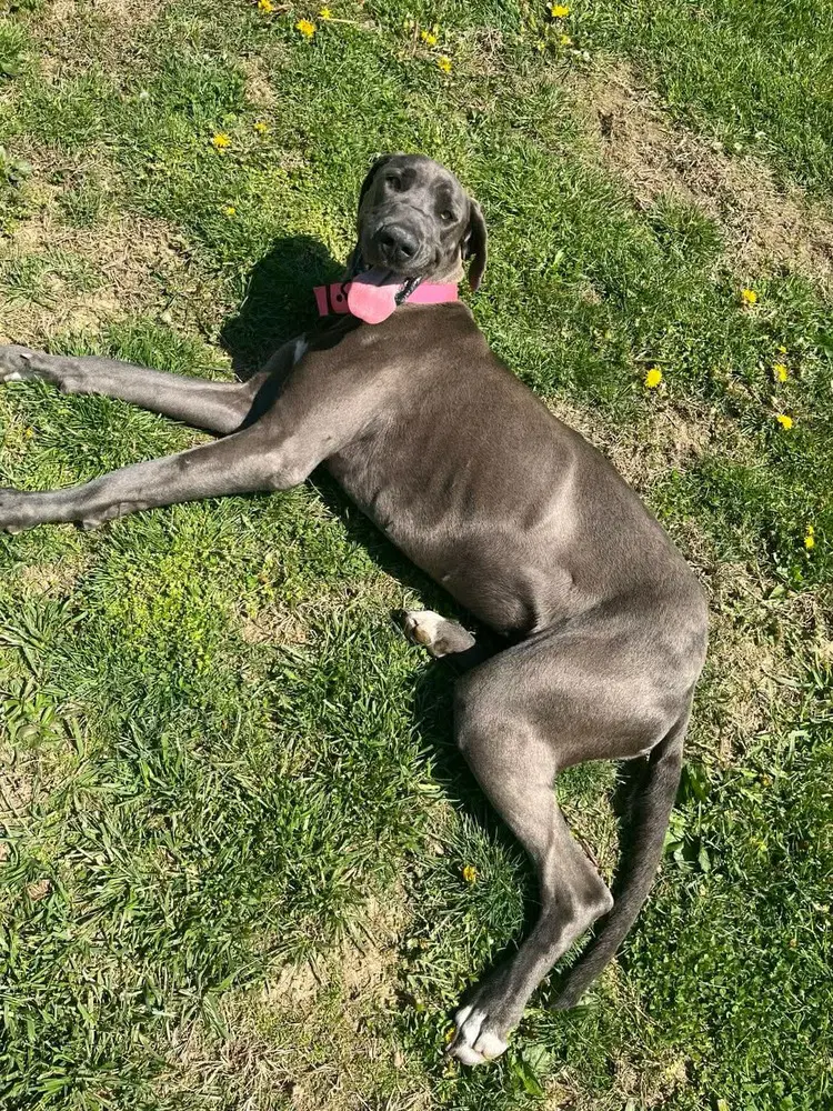 Luna Grace image 3