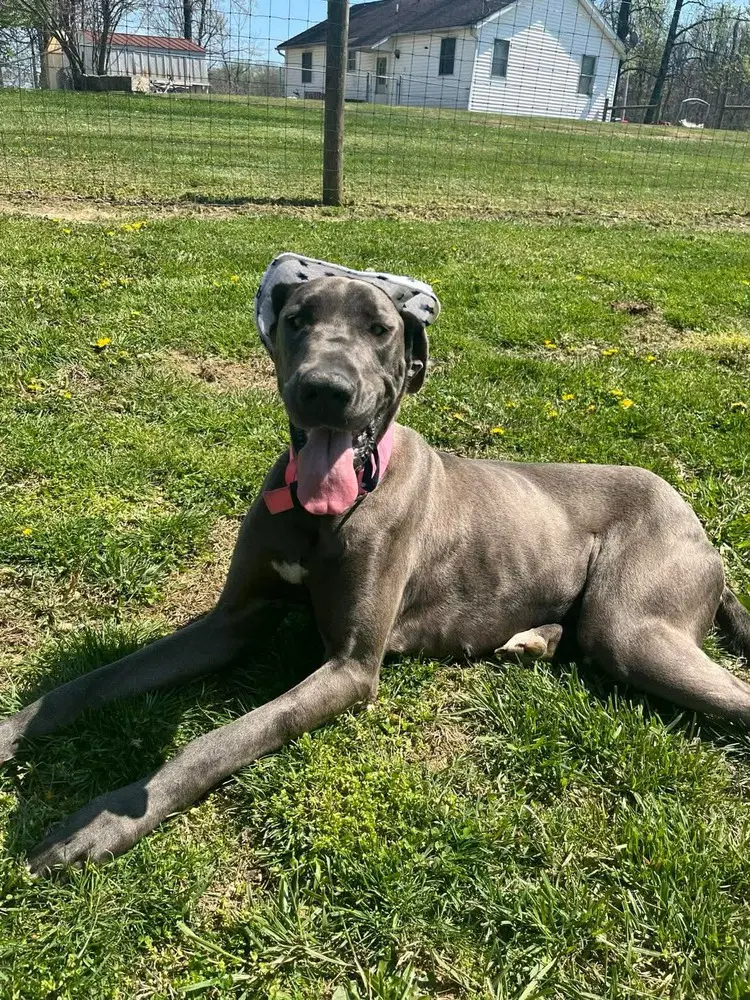 Luna Grace image 4