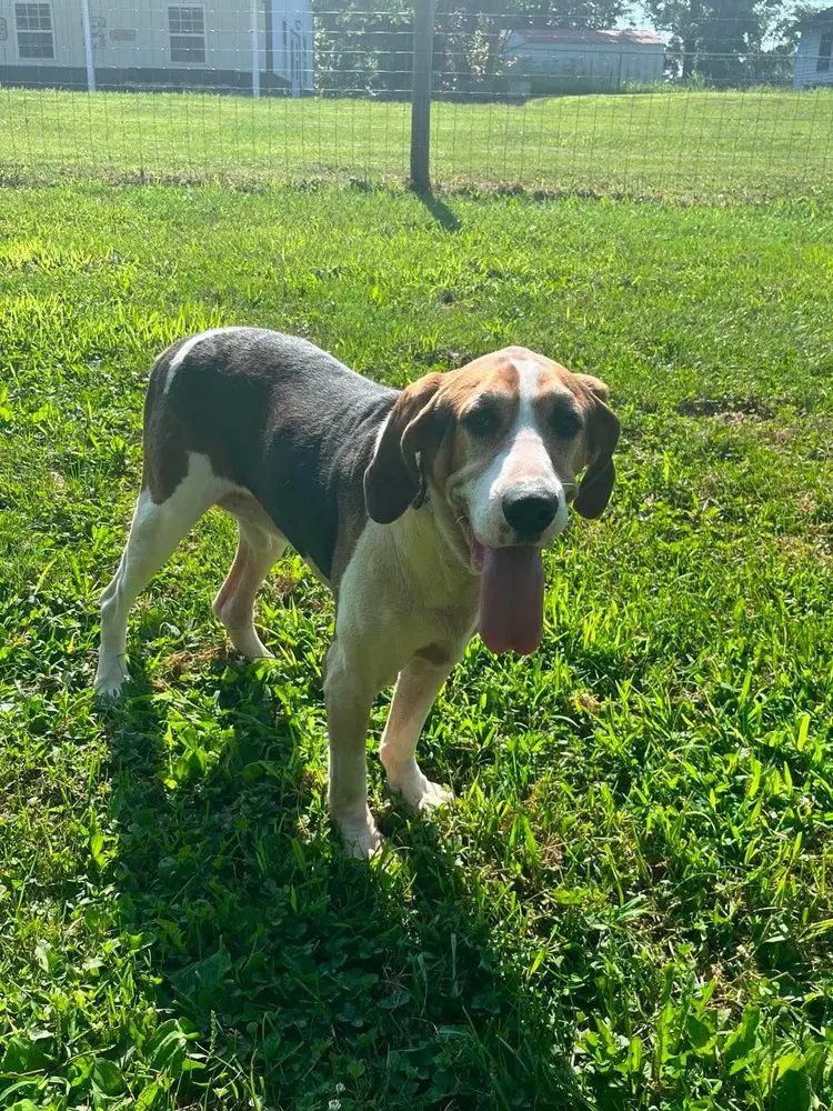 Freddie - Coonhound