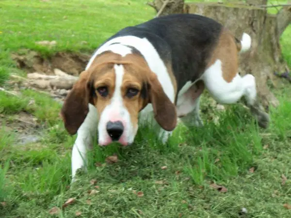 Freddie image 4