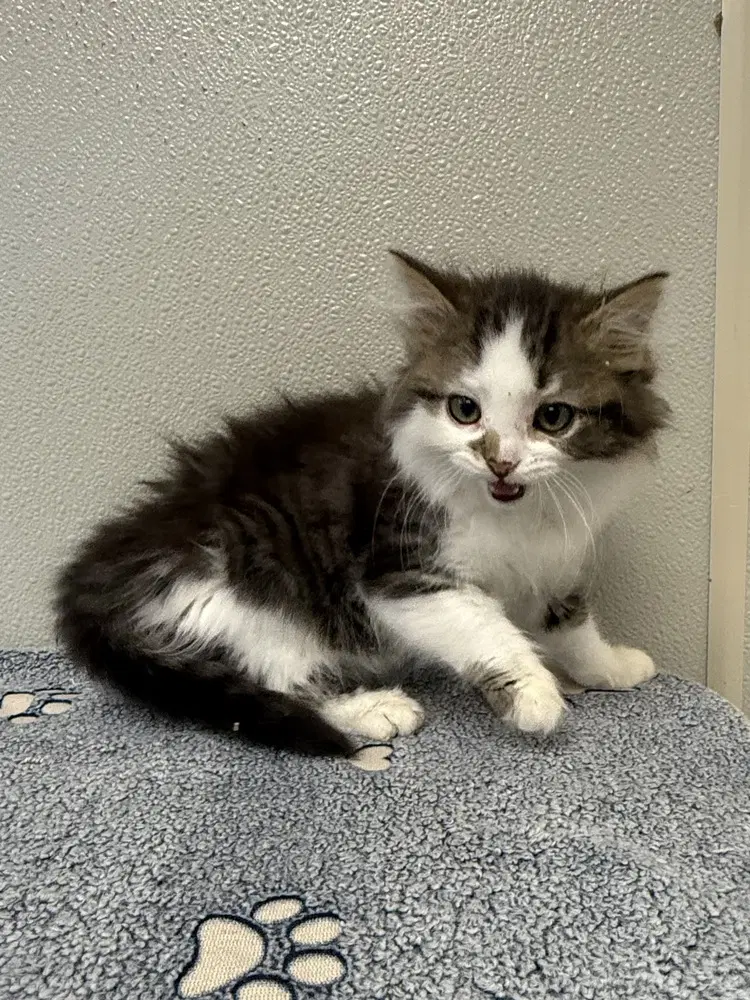 Sweet Nilla - Domestic Medium Hair