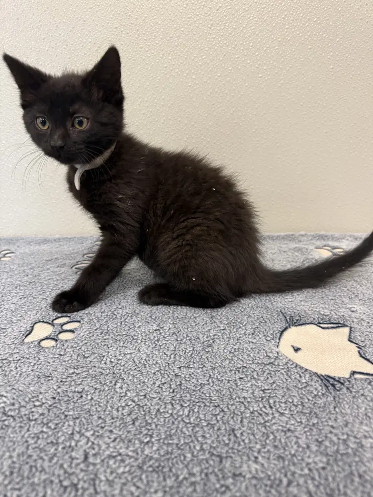 Jill - Domestic Short Hair