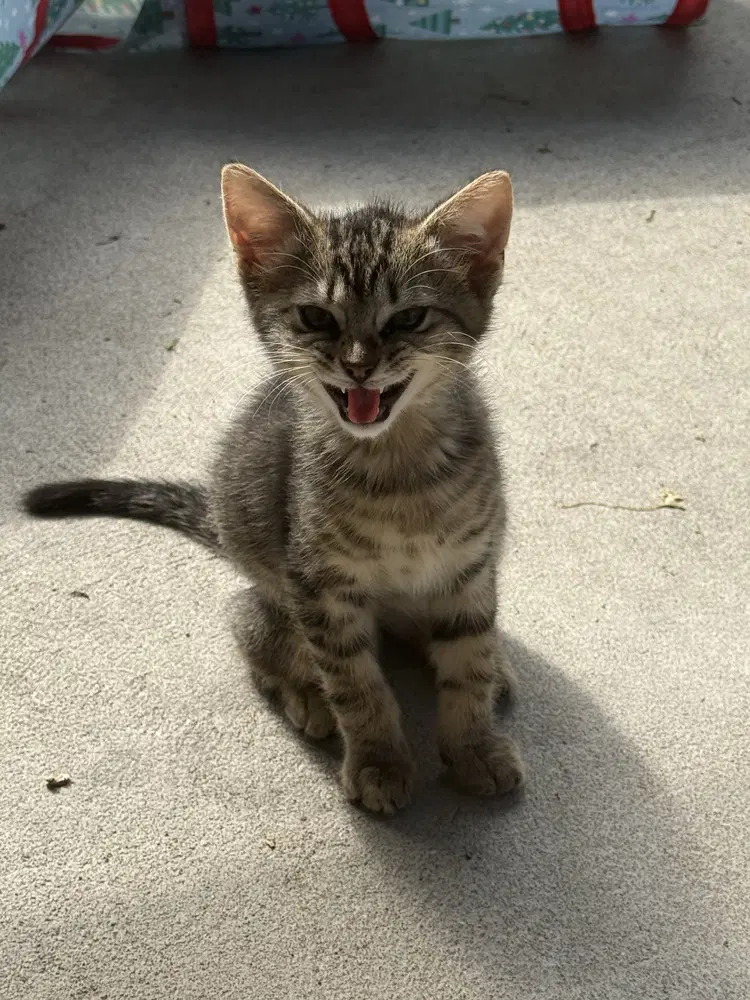 Bambi Kitties  Thumper - Domestic Short Hair