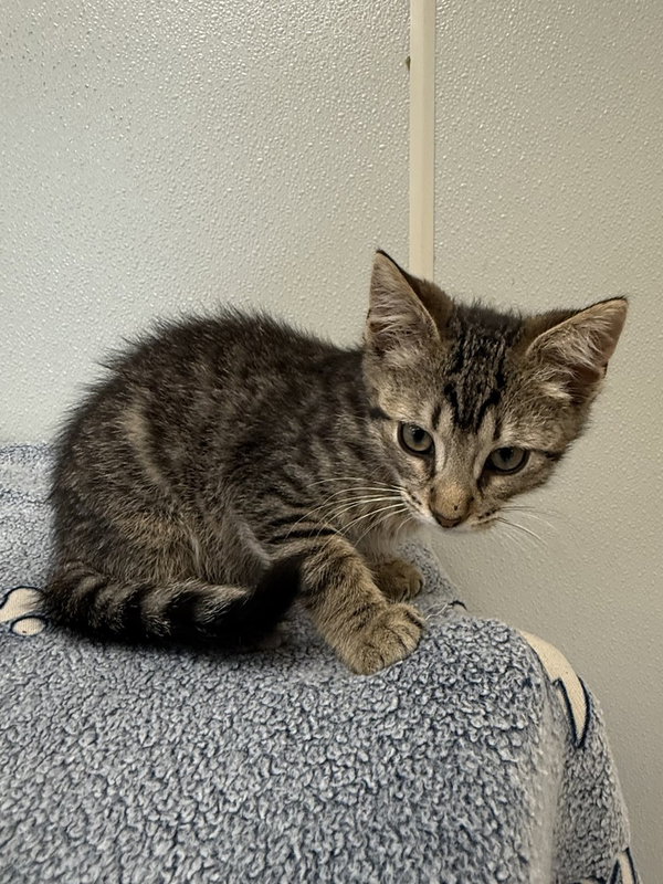 Bambi Kitties : Thumper