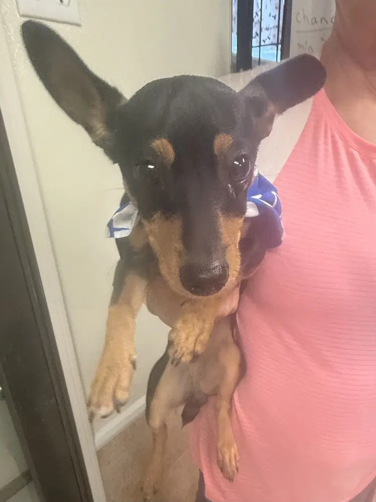 Chance - Miniature Pinscher