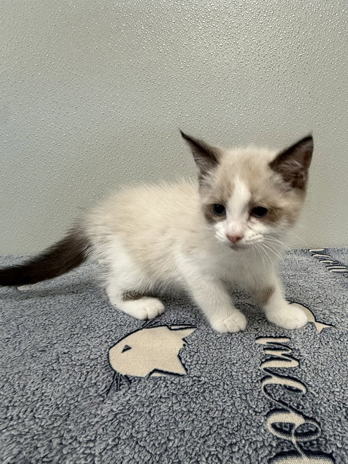 picture of the cat needing adoption