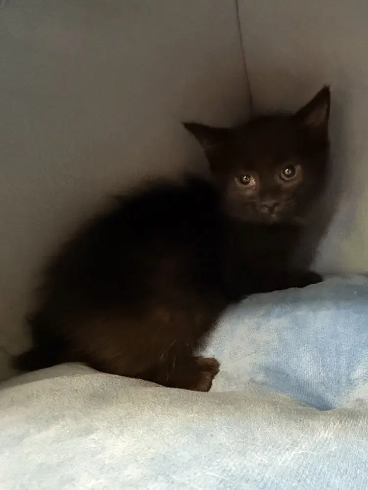 Milla - Domestic Short Hair