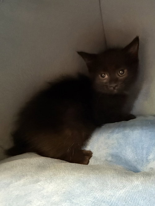 picture of the cat needing adoption