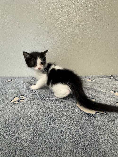 picture of the cat needing adoption