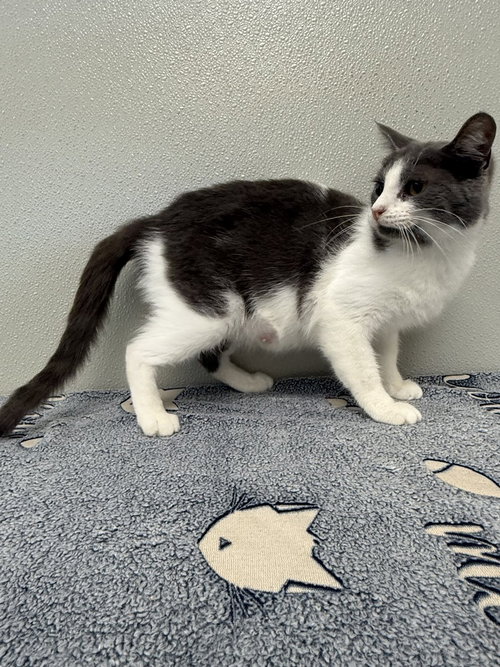 picture of the cat needing adoption