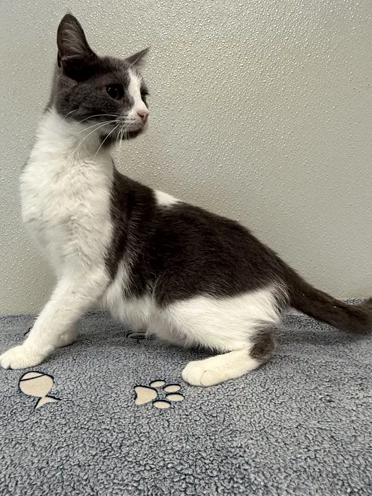 Camila - Domestic Short Hair