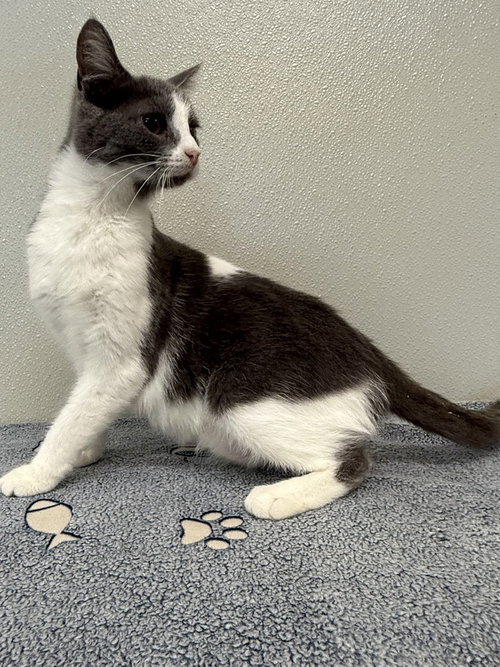Camila, a cat for adoption from Ripley County Humane Society