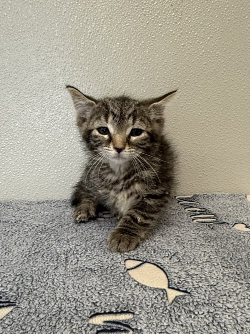 picture of the cat needing adoption