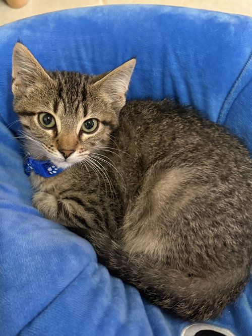 picture of the cat needing adoption