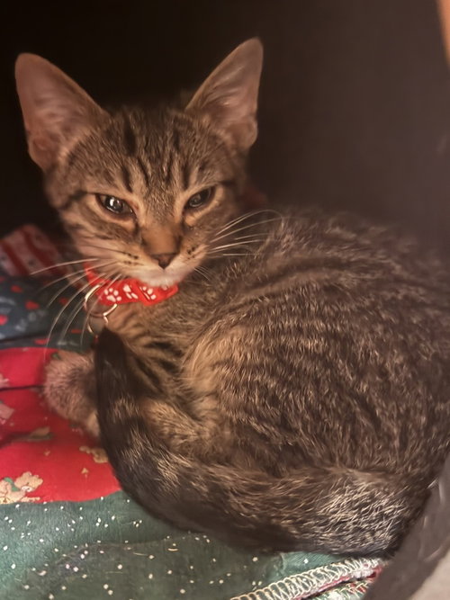 picture of the cat needing adoption