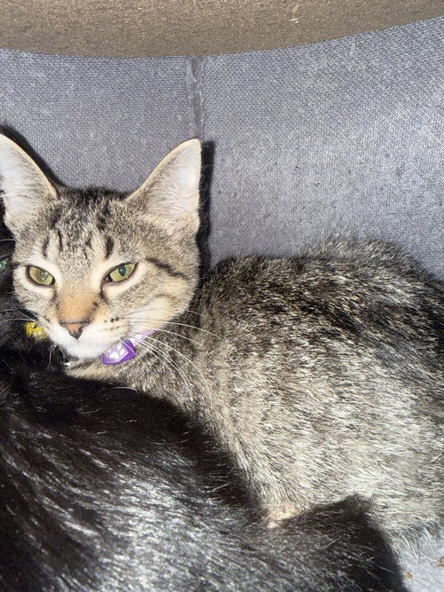 picture of the cat needing adoption