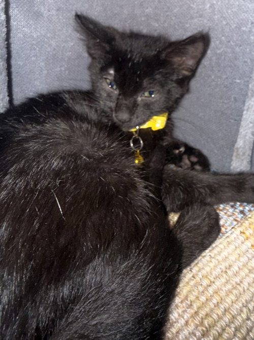 picture of the cat needing adoption