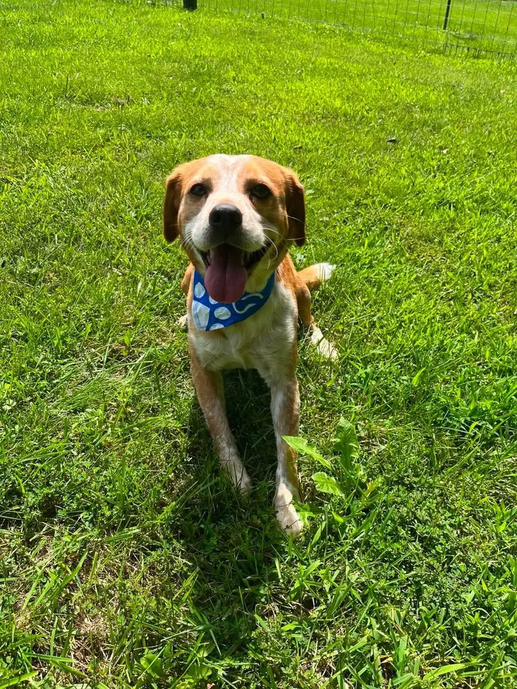 Pip - Beagle