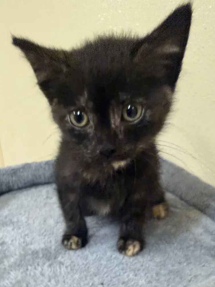 Tree Bunch  Magnolia - Domestic Short Hair