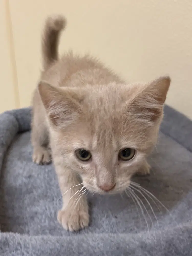 Tree Bunch  Oak - Domestic Short Hair