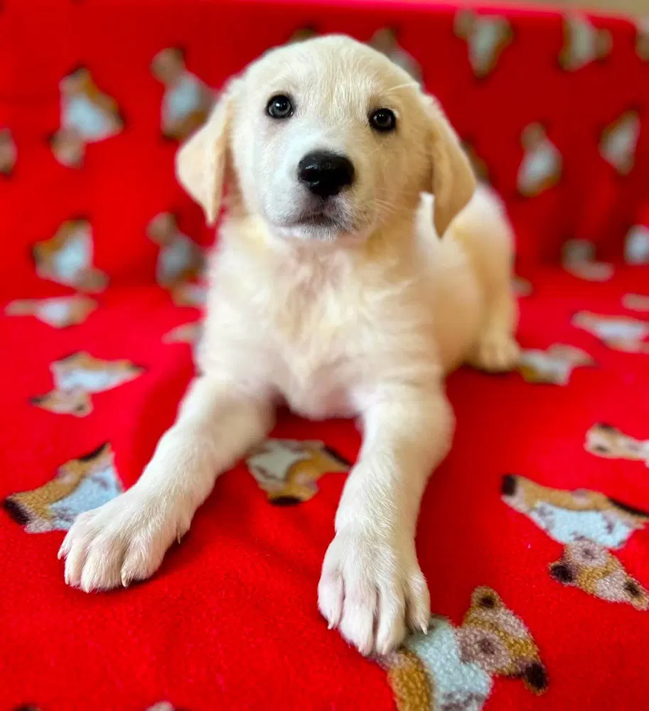 Spice Pups  Nutmeg - Great Pyrenees
