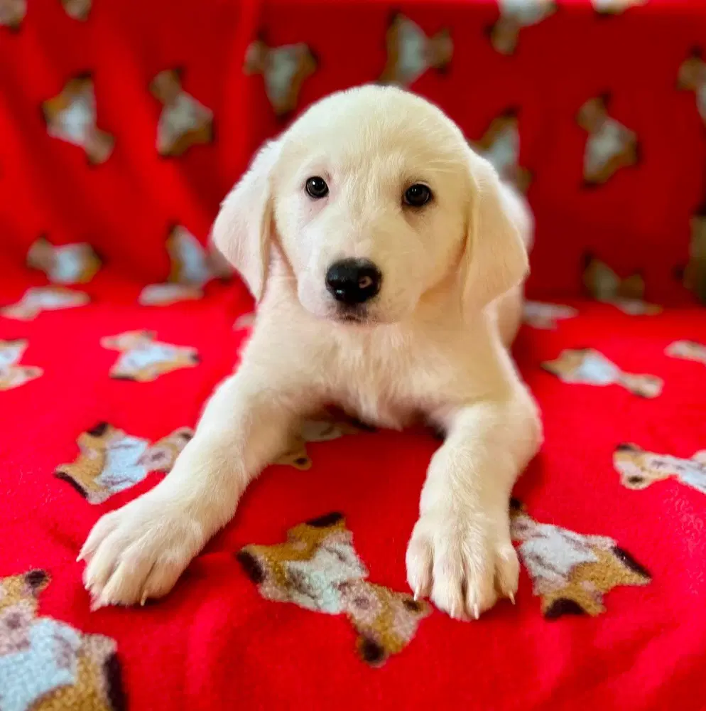 Spice Pups  Parsley - Great Pyrenees