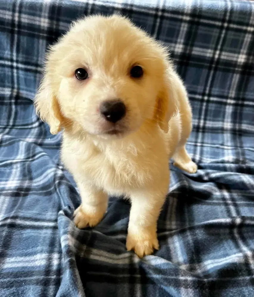 Spice Pups  Basil - Great Pyrenees