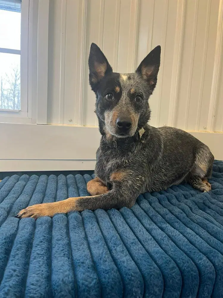 Luna - Australian Cattle Dog/Blue Heeler